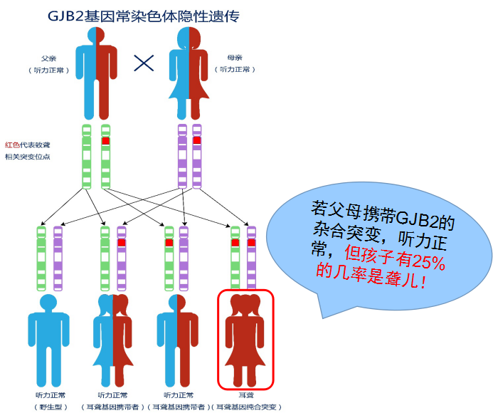 【科普】耳聋基因检测——爱Ta,就让Ta听到