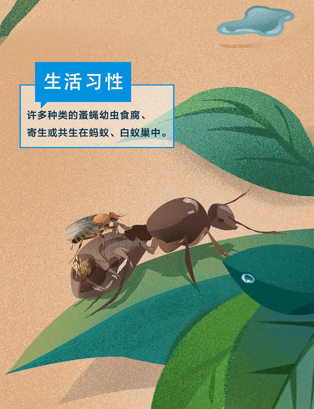 知识 | 一图了解！蚤蝇生物特性和危害