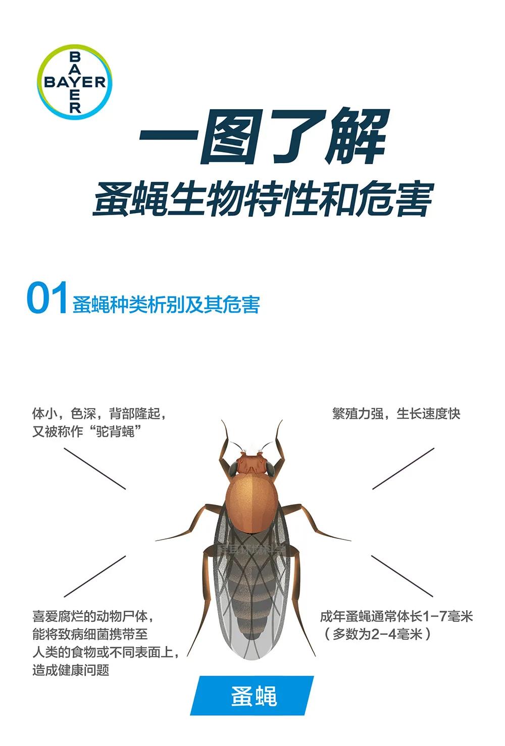 知识 | 一图了解！蚤蝇生物特性和危害