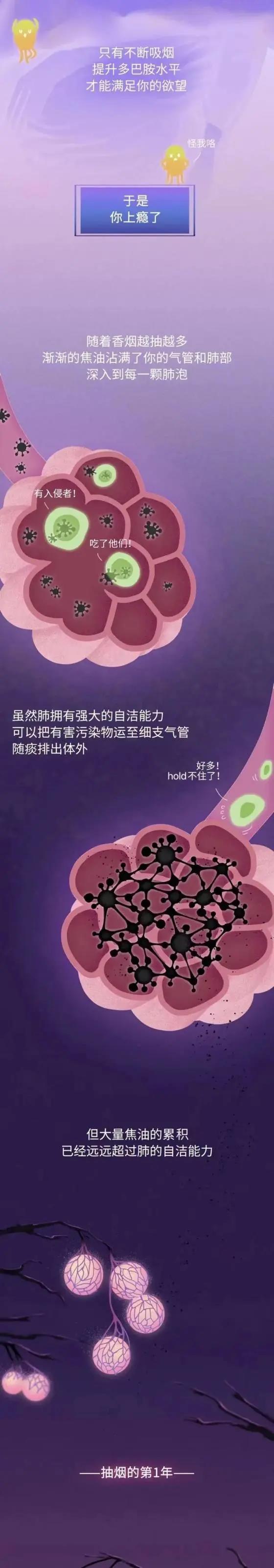 知识  抽烟30年，你的肺都经历了什么？