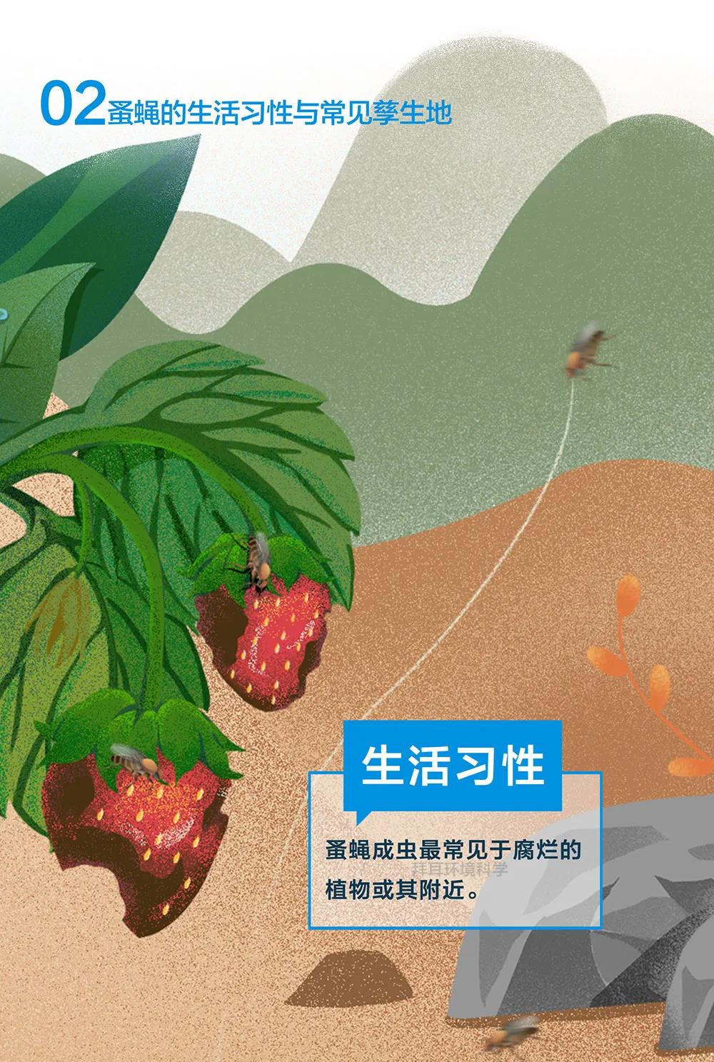 知识 | 一图了解！蚤蝇生物特性和危害