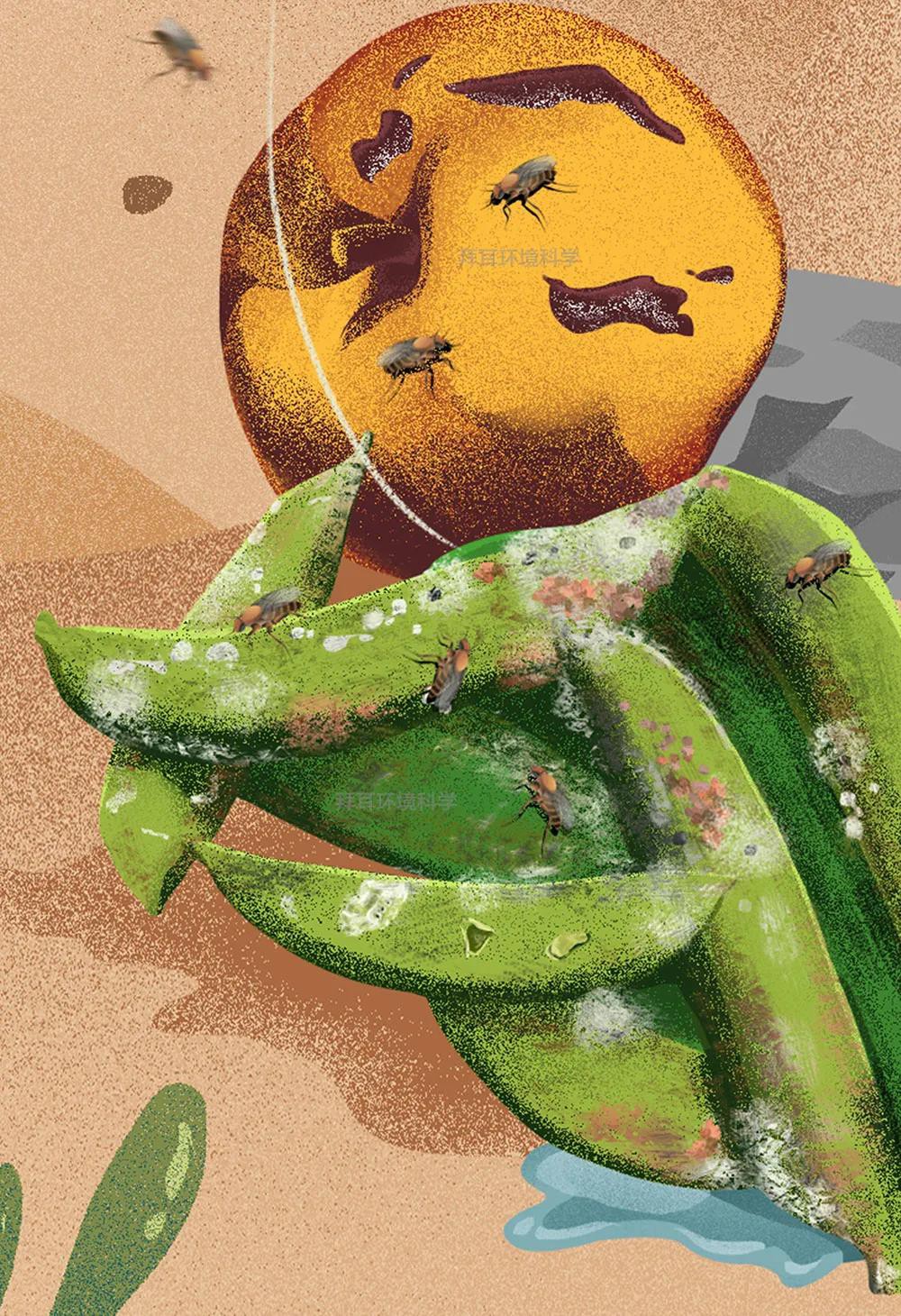知识 | 一图了解！蚤蝇生物特性和危害