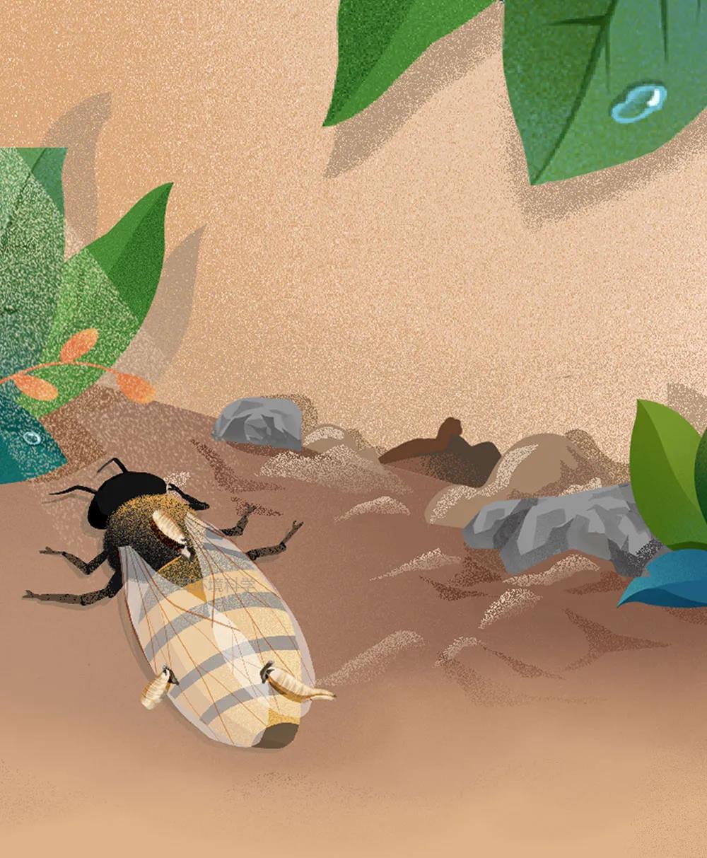 知识 | 一图了解！蚤蝇生物特性和危害