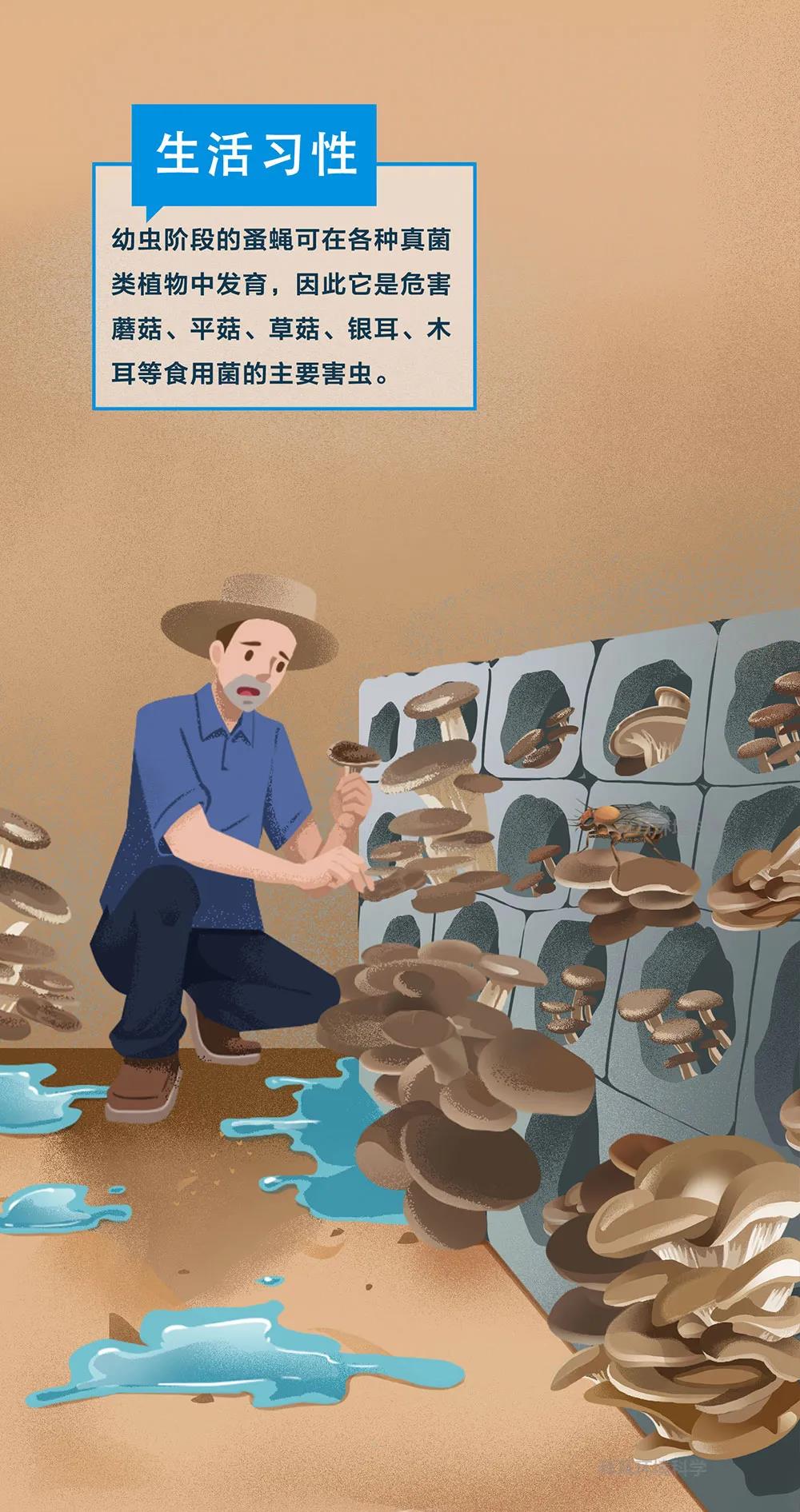 知识 | 一图了解！蚤蝇生物特性和危害
