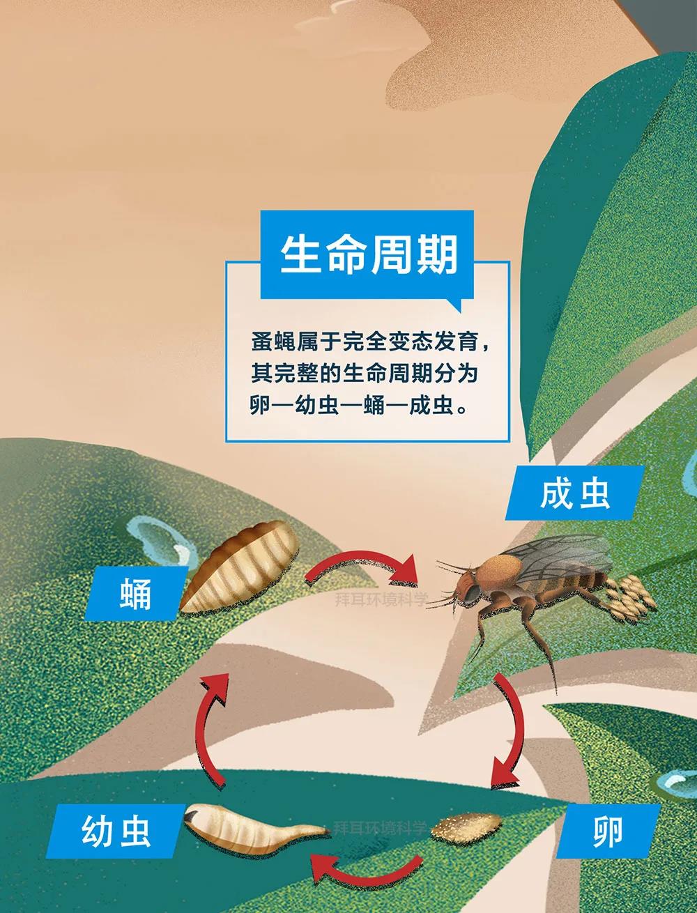 知识 | 一图了解！蚤蝇生物特性和危害